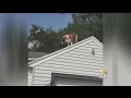 Firefighters Help Rescue Dog Stuck On Roof