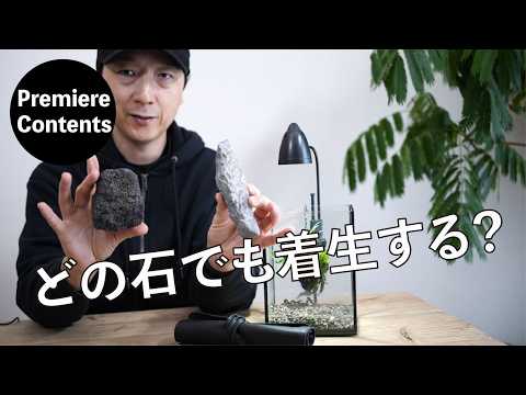 Can they grow on any rock? When do they bloom? Explanation of epiphytic orchids [Michikusa Moss C...