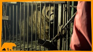 BBC Report - Three Bears Rescued from Disgusting Conditions in Armenia