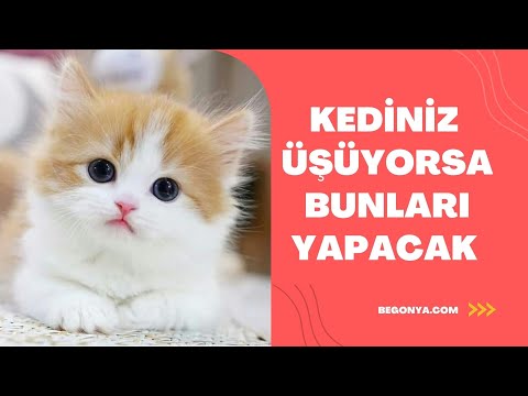 Yavru Kediler Üşür Mü? Üşüme Belirtileri Nelerdir?