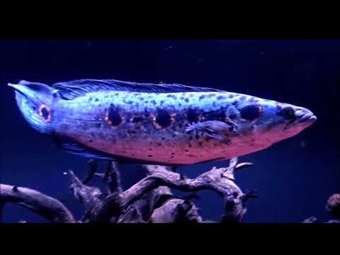 Vídeo: Snakehead é um peixe que se move facilmente em terra