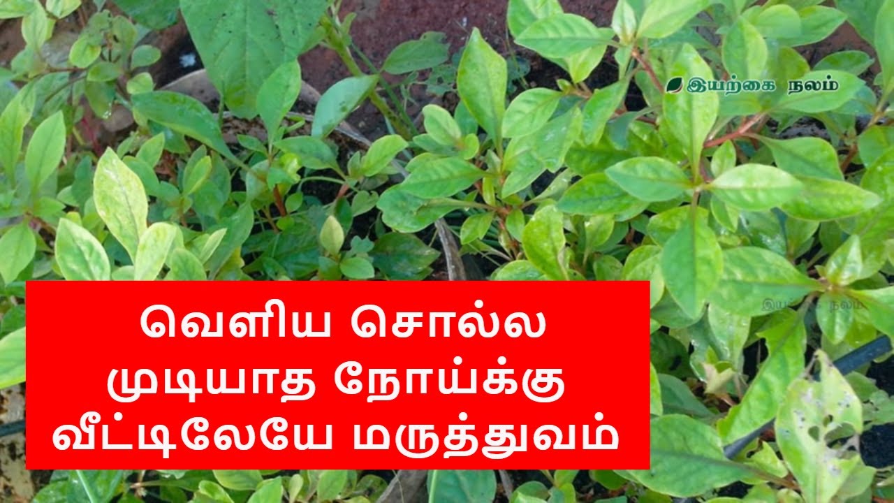 Piles treatment at home Piles remedy at home in Tamil YouTube