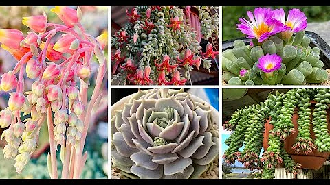 33 Types Of Flowering Succulents Pictorial Guide - DayDayNews