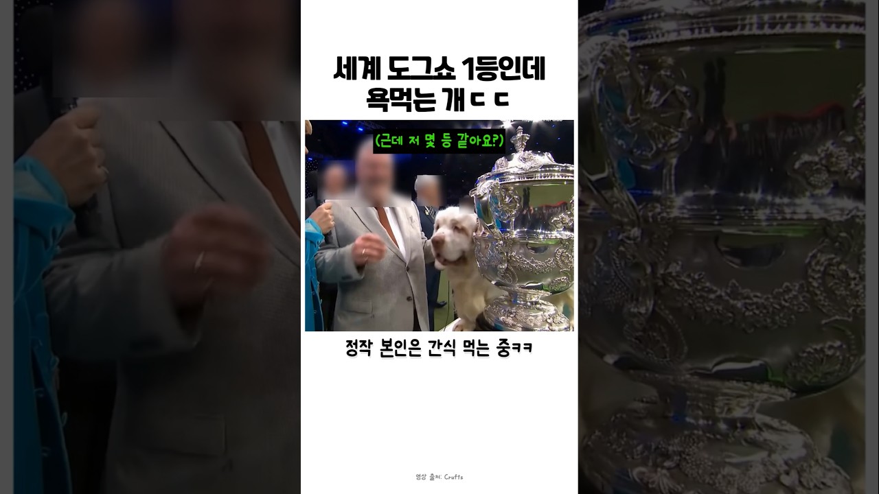세계 도그쇼에서 1등인데 논란이라는 강아지 #강아지 #도그독 #어질리티 #반려견