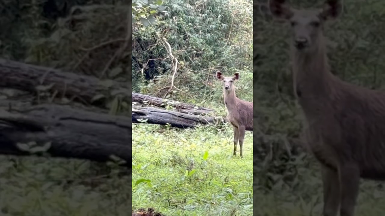 Wild deer | Bhadra Wildlife Sanctuary | Chickmagalur