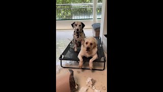 Every time I go out, I check the trash can when I come back! #Cute Pets