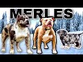 🔥How To DNA Test Your Dog🔥 American Bully XL