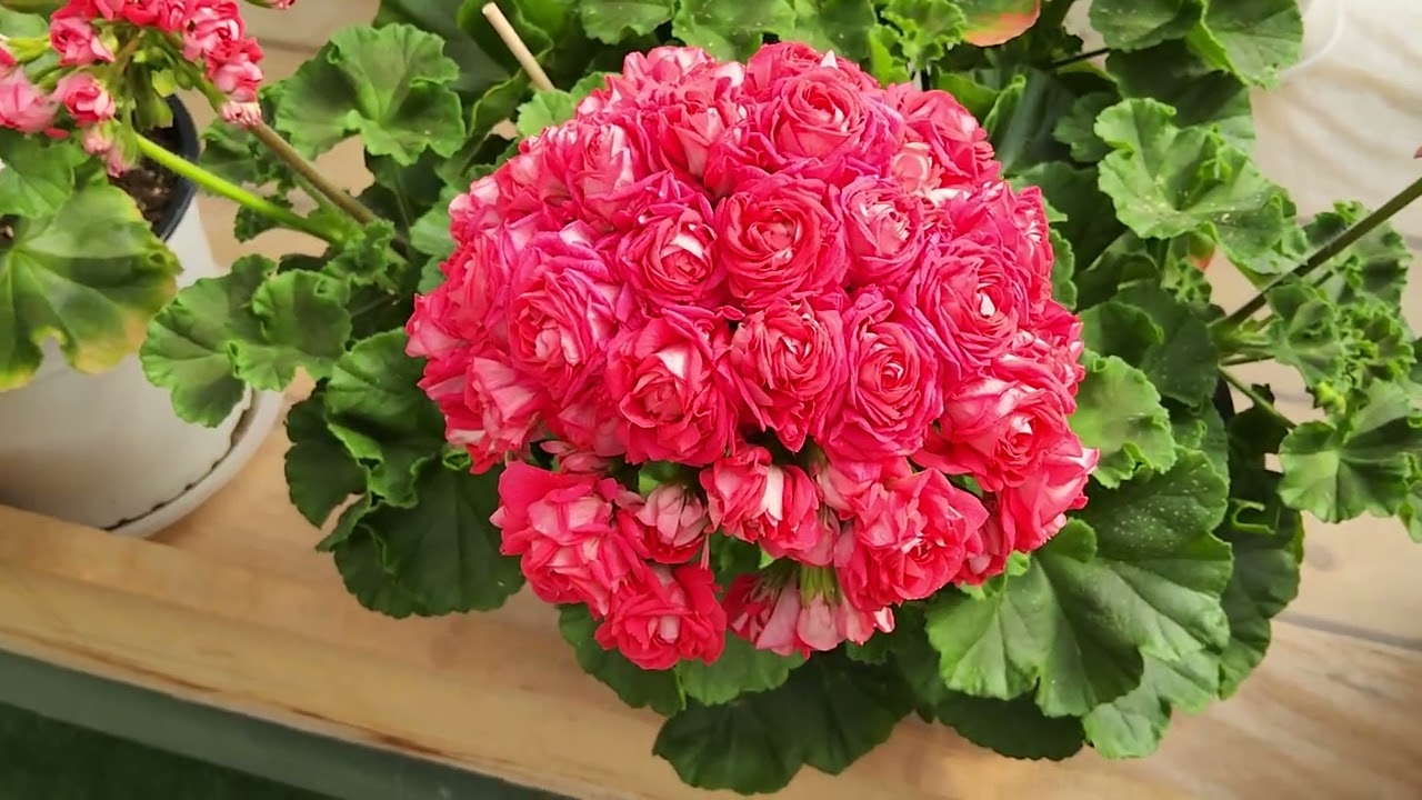 #875. Обзор цветения пеларгонии в начале лета