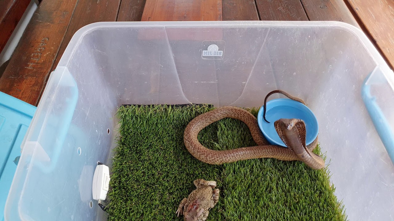 Juvenile Cape Cobra "Naja nivea" - Highly venomous (22 November 2019)