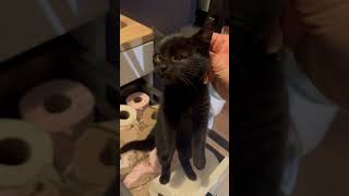 Cat Caught While Ripping Toilet Paper As Dog Watches