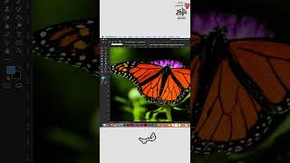 أدوات مهمة داخل الفوتوشوب زي Quick Selection Tool ازاي تتعامل معاها || #الفوتوشوب_في_السريع ⚡️