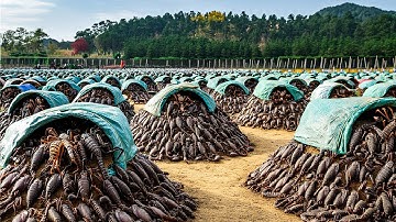 Amazing Scorpion Farming in China For Venom and Food - Scorpion Harvesting and Processing