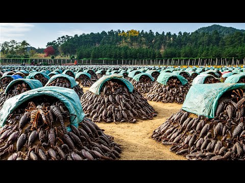 Видео: Удивительное выращивание скорпионов в Китае для получения яда и еды - сбор и обработка скорпионов