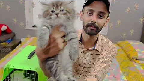 Watch the video about Quality Persian kittens available now | Triple coated | semi punch