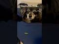 That’s My Dog… 🐕🫶🏻😂 #dogshorts #puppy #funnyshorts