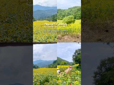 어머니 이런 해바라기밭 본적 있어요? 강원 태백 지금가야할 이유!