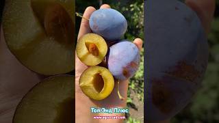 Поздняя венгерка на Кубани - Топ Энд 