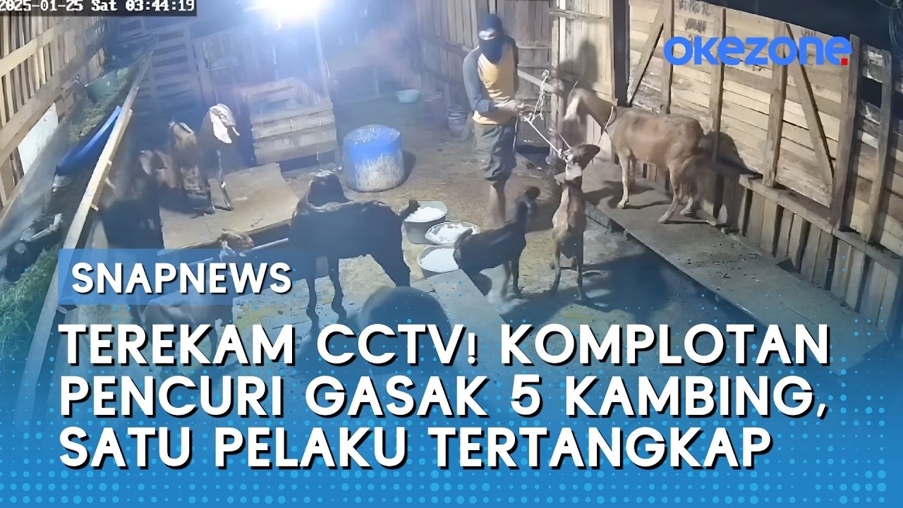Terekam CCTV! Komplotan Pencuri Gasak 5 Kambing, Satu Pelaku Tertangkap