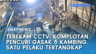 Terekam CCTV! Komplotan Pencuri Gasak 5 Kambing, Satu Pelaku Tertangkap