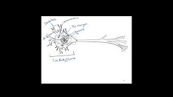 Anatomy and Physiology Basics--Drawings - YouTube