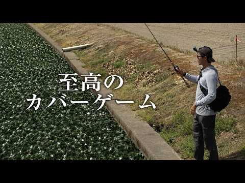 Snakehead Fishing Expedition in Saga Prefecture, Japan: 12 Hours of Casting Frogs in the Creeks o...