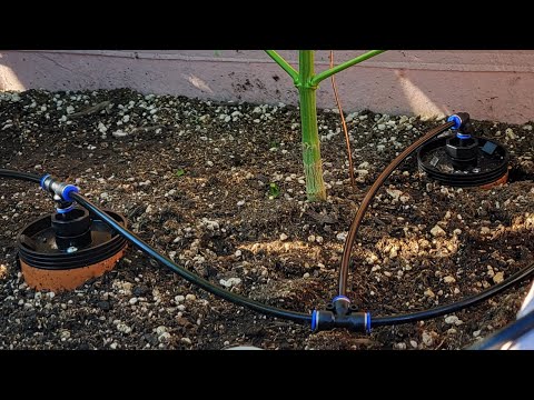 The Thirsty Earth automatic watering irrigation system for garden Cannabis outdoor terra cotta ollas