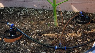 The Thirsty Earth automatic watering irrigation system for garden Cannabis outdoor terra cotta ollas