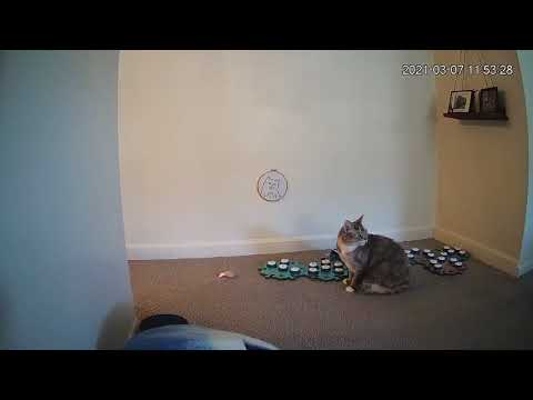 Cats - the