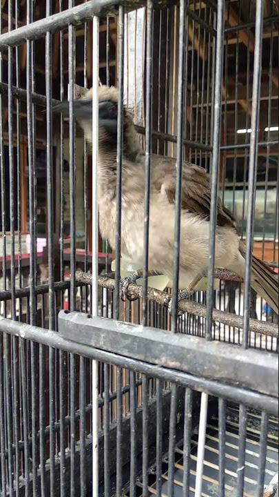 KOAK KAOK LOMBOK GACOR UMUR 6 TAHUN