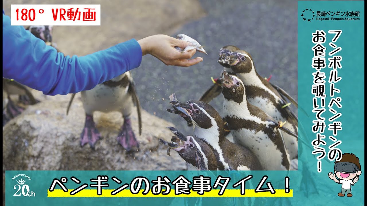4月号】スマホで見れる！ペンギンたちのお食事タイム！フンボルト