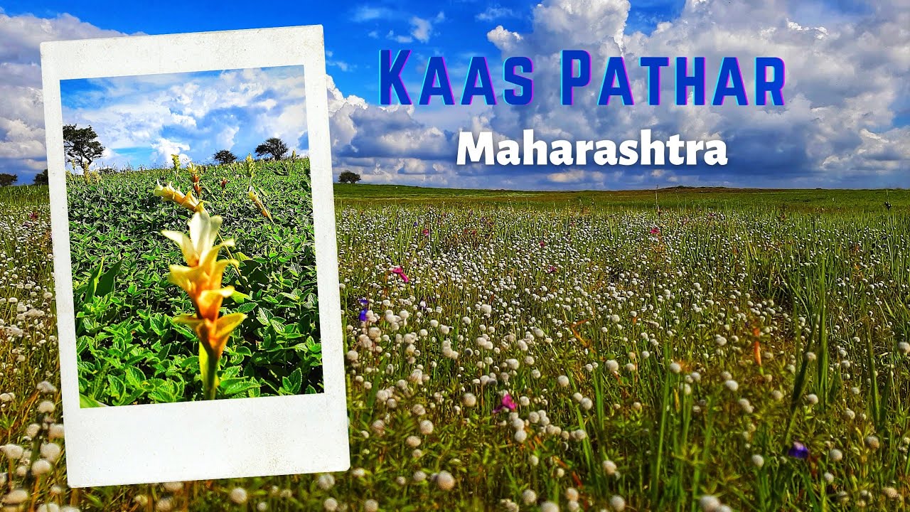 Kaas Pathar | Valley of Flowers | Satara Maharashtra | UNESCO World Natural Heritage Site | Oct 2021