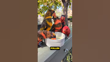 Dusky Lory: Nature's Colorful Master of Camouflage