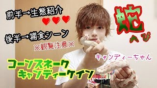 【閲覧注意】ヘビの食事シーン、ノーカットでお見せします！ Snake