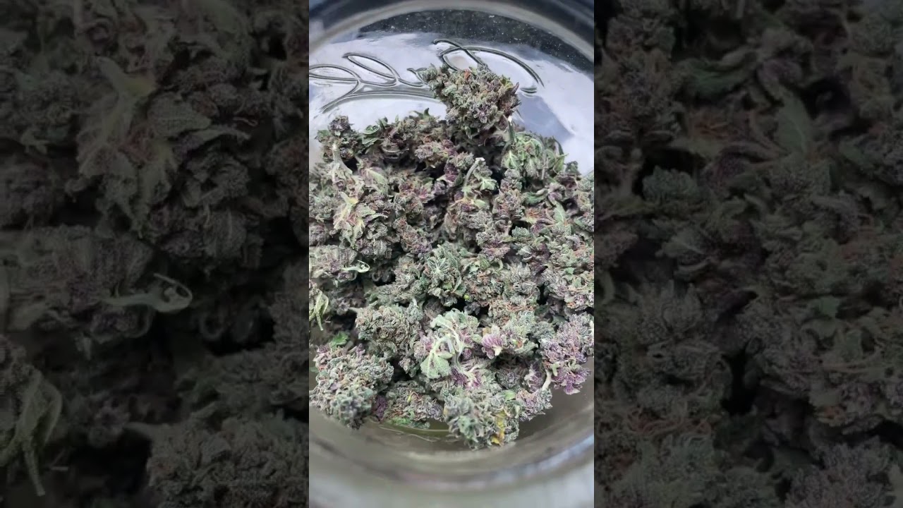 Robin Hood Seeds freebie - Blue Apple week 2/3 flower