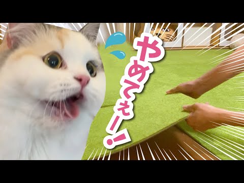 【悲報】猫たちのお部屋を解体します【関西弁でしゃべる猫】