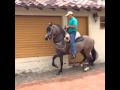 Potro trotón hijo del papi de palo santo