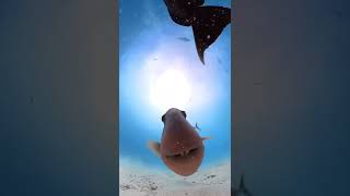 FISH KISS #ocean #shorts