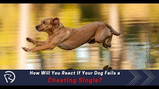 How Will You React If Your Dog Fails a Cheating Single?