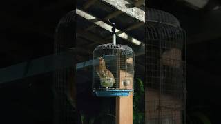 Burung Puyuh gacor siang malam