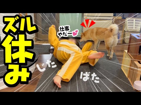 仕事に行きたくないと駄々をこねる娘を心配する柴犬が優しい