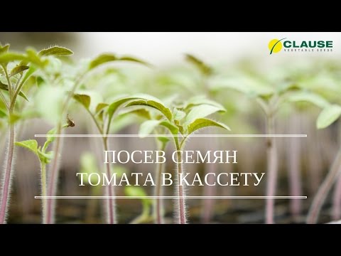 КАК ПОСЕЯТЬ СЕМЕНА ТОМАТА В КАССЕТУ | ПОСЕВ ТОМАТ АЙДАР F1