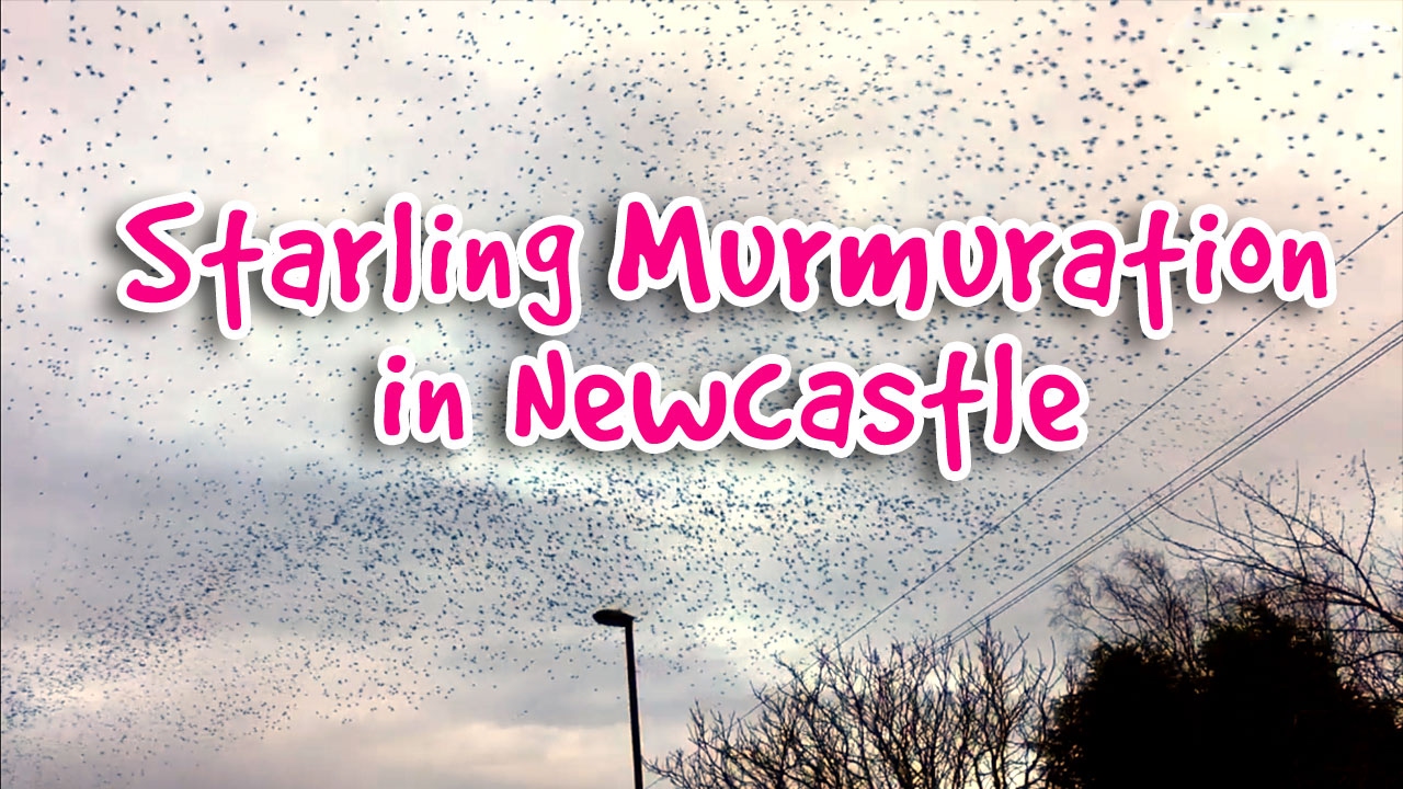 Amazing Starling Murmuration in Newcastle upon Tyne giant flying