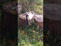 CUTE CAT😺РОСКОШНЫЙ КОТИК#cat#funnypets #fannyanimals#cute#shorts#catlover#cats#кот#животные#милота#🐈