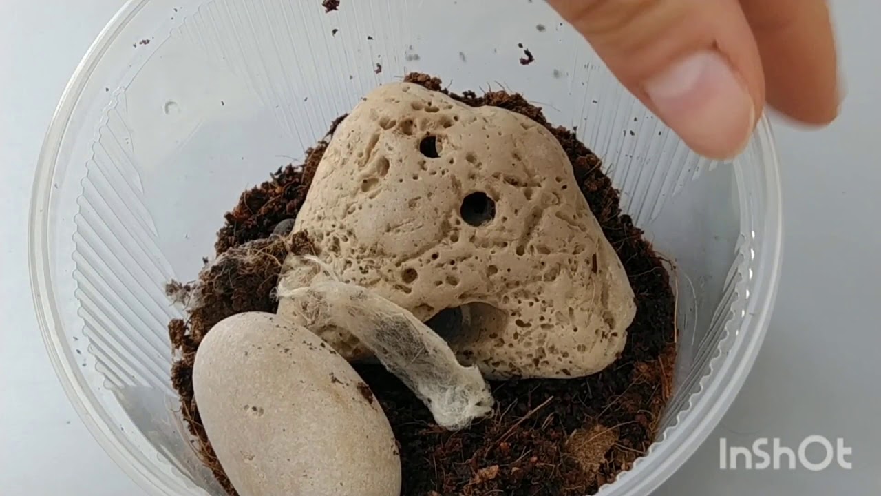 eresus-walckenaeri-paj-k-czo-g-phidippus-regius-skakun-kr-lewski-youtube