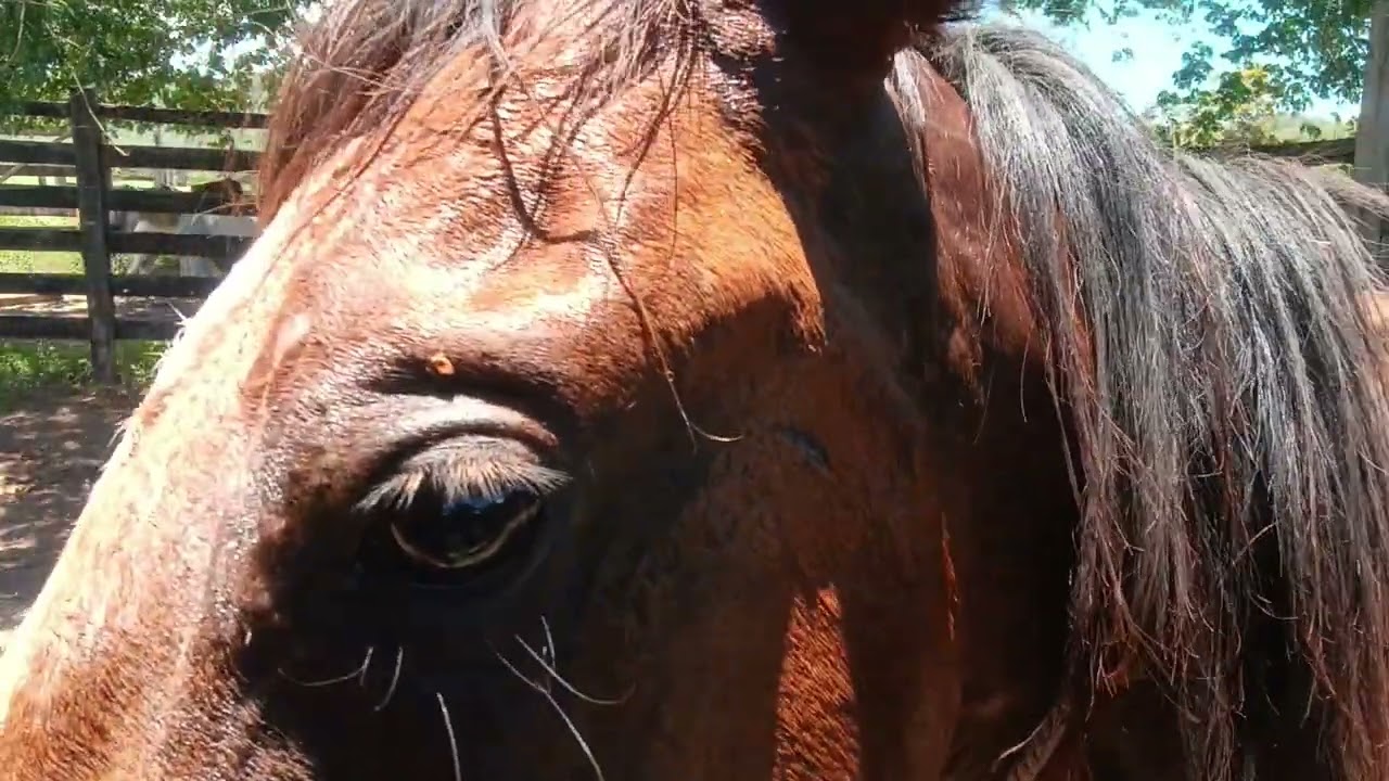 Colocando cabresto na potra pela primeira vez .#doma #equinos #cavalos