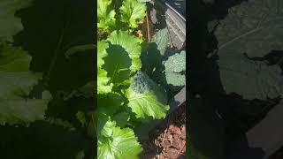 Help Me Identify these Greens Please! Collars or Mustard Greens? #gardening #brassica