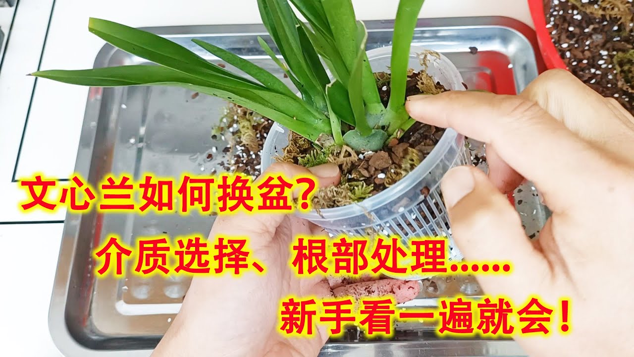 文心兰如何换盆？介质选择、根部处理，新手看一遍就会！（阿涛养花163期）