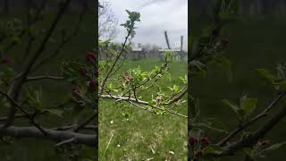 Apple tree buds
