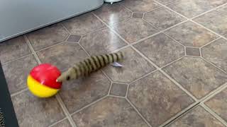 weasel toy with ball