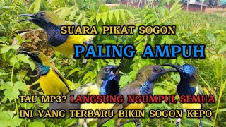 SUARA PIKAT SOGON PEMANGGIL SOGON LIAR AMPUH 